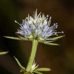 Blueflower eryngo